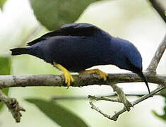 Purple Honeycreeper