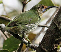 Purple Honeycreeper