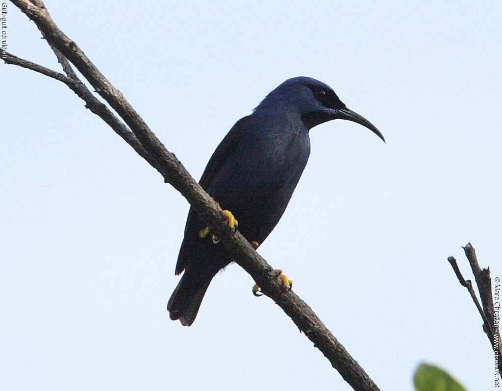 Purple Honeycreeper male adult