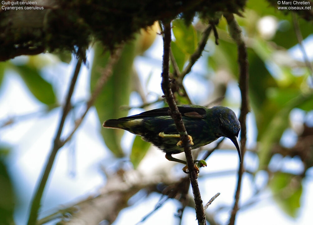 Purple Honeycreeper male immature