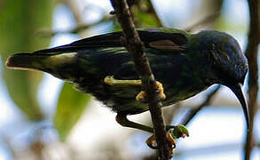 Purple Honeycreeper