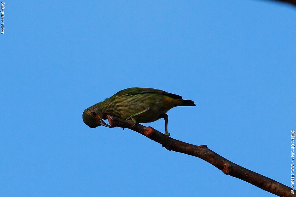 Purple Honeycreeper female adult