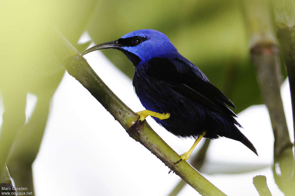 Purple Honeycreeper male adult