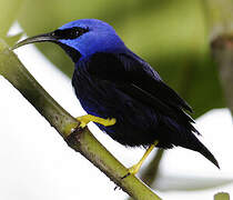 Purple Honeycreeper