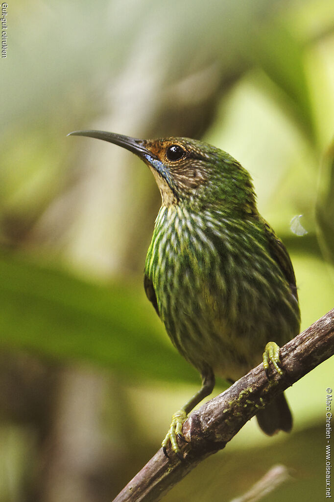 Purple Honeycreeper female adult