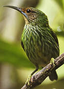 Purple Honeycreeper