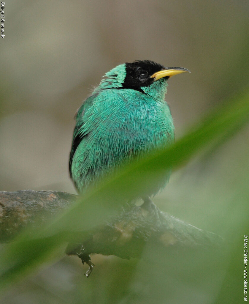 Green Honeycreeper