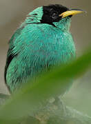 Green Honeycreeper