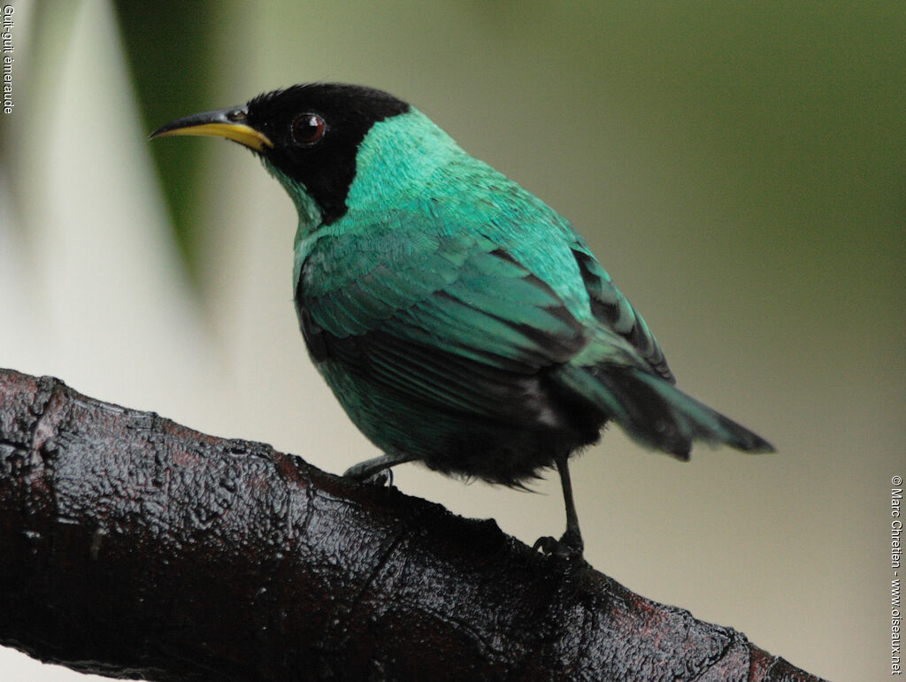 Green Honeycreeper