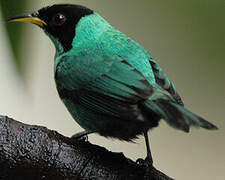 Green Honeycreeper