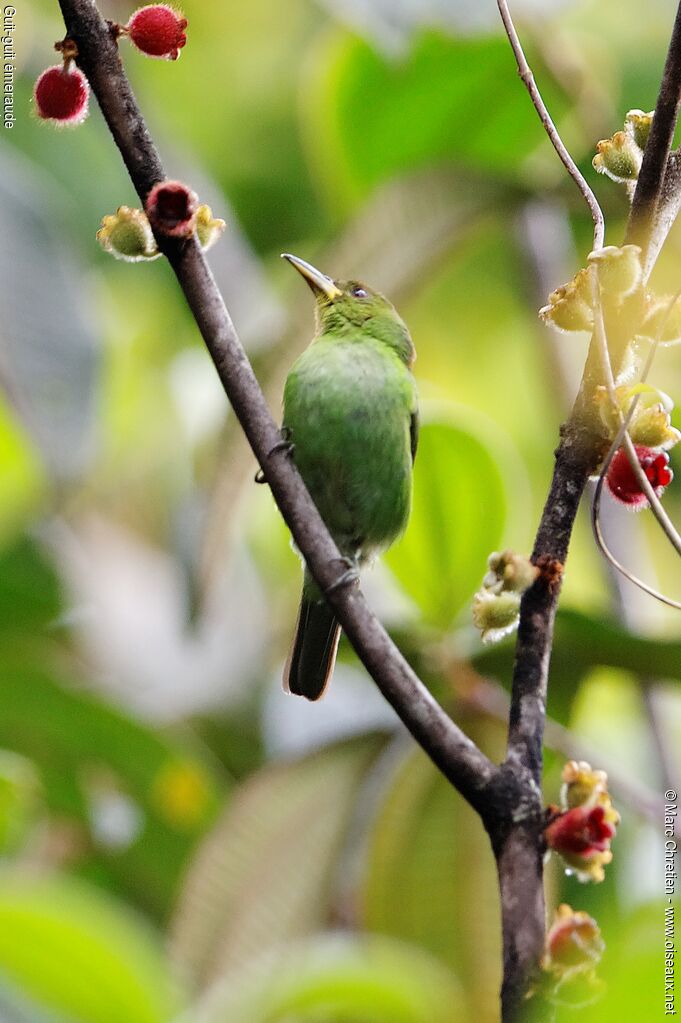 Green Honeycreeper female adult, identification