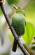 Green Honeycreeper