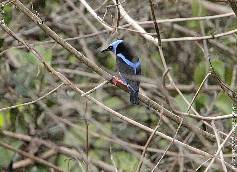 Red-legged Honeycreeper male