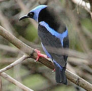 Red-legged Honeycreeper