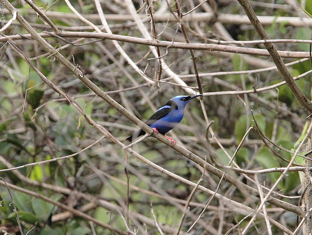 Red-legged Honeycreeper male