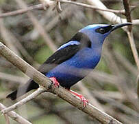 Red-legged Honeycreeper