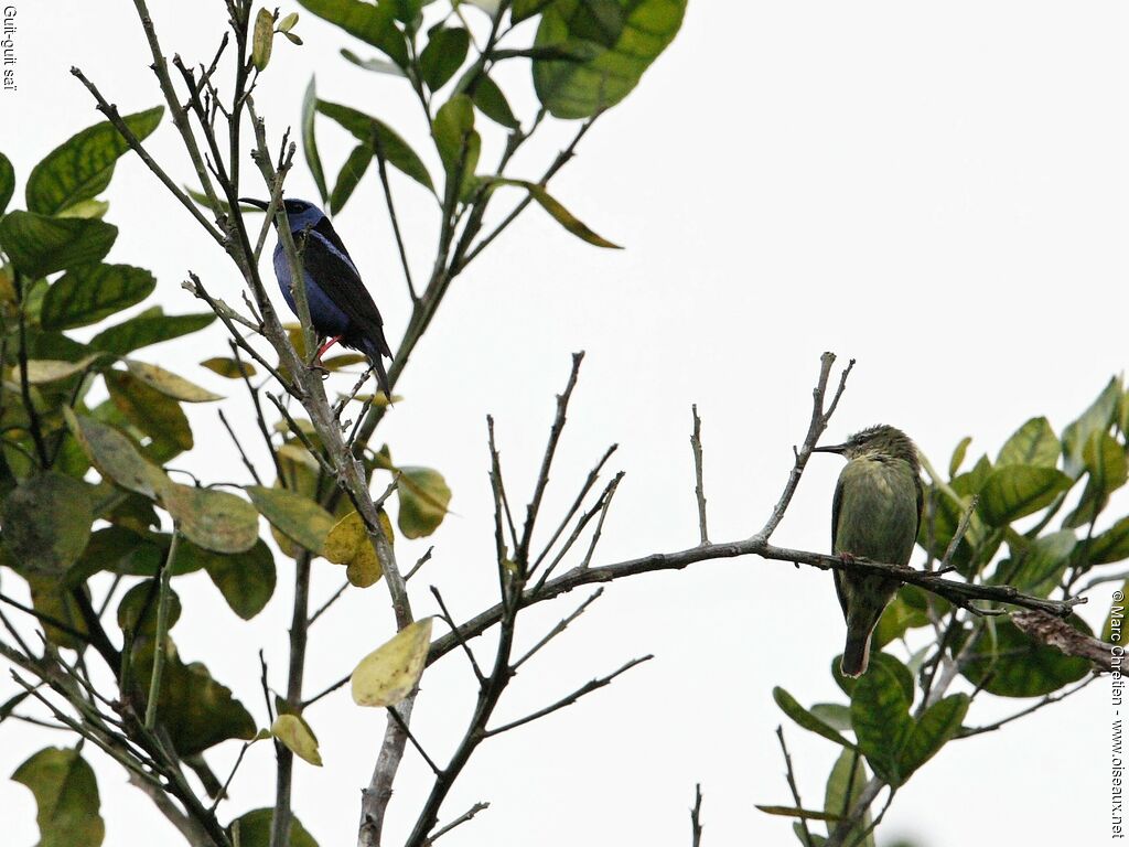 Red-legged Honeycreeper male