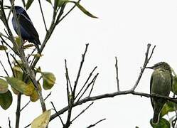 Red-legged Honeycreeper