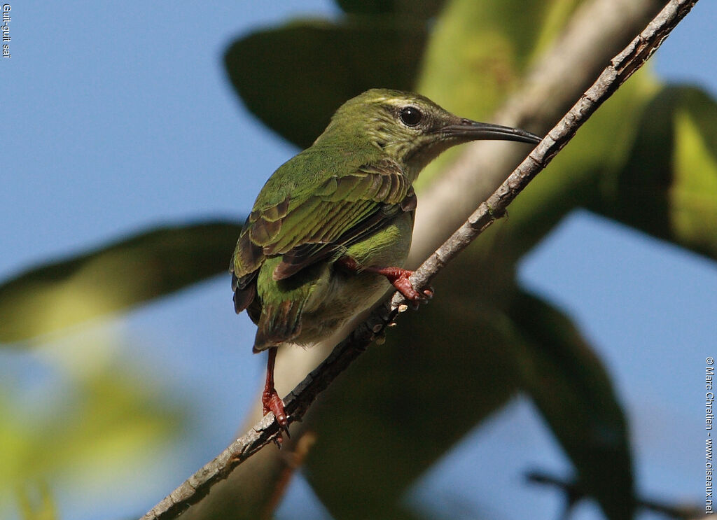 Red-legged Honeycreeper female