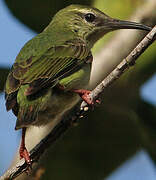 Red-legged Honeycreeper