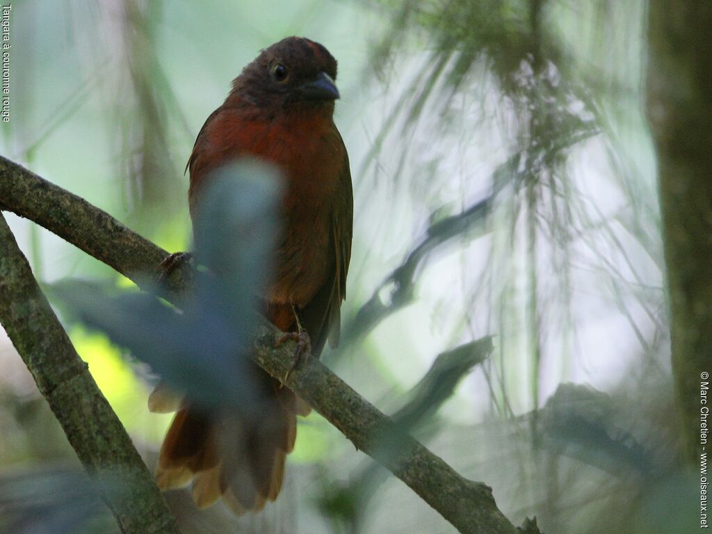 Habia à couronne rouge