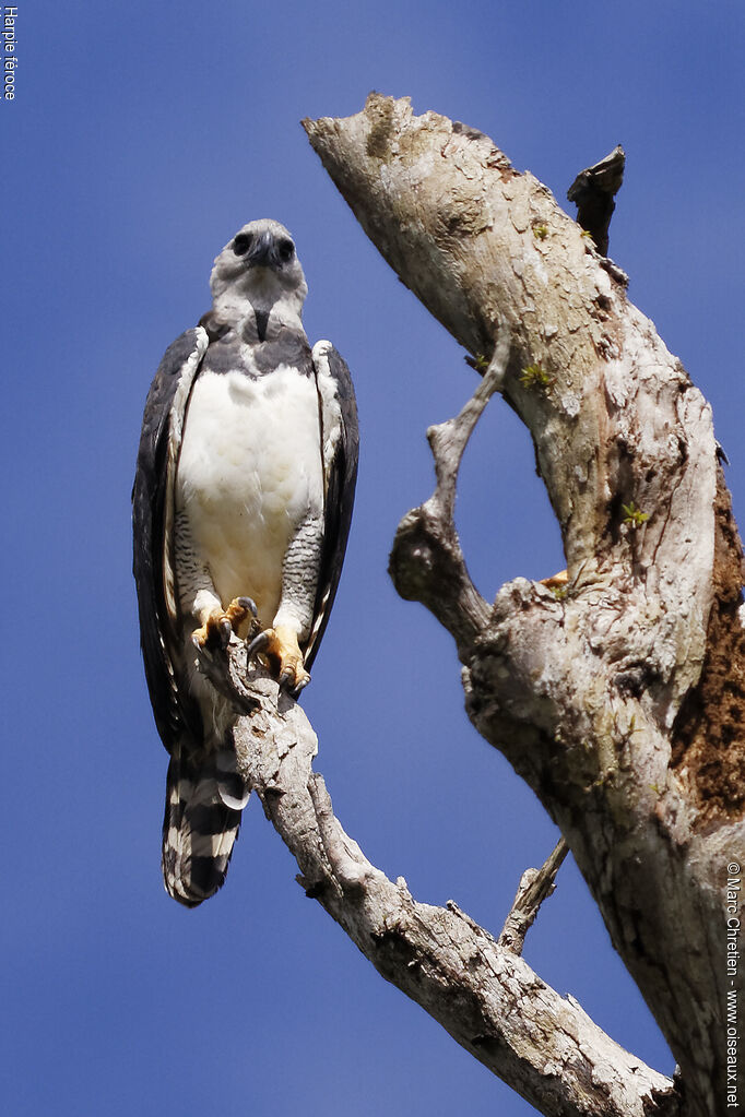 Harpy Eagle female adult