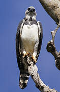 Harpy Eagle