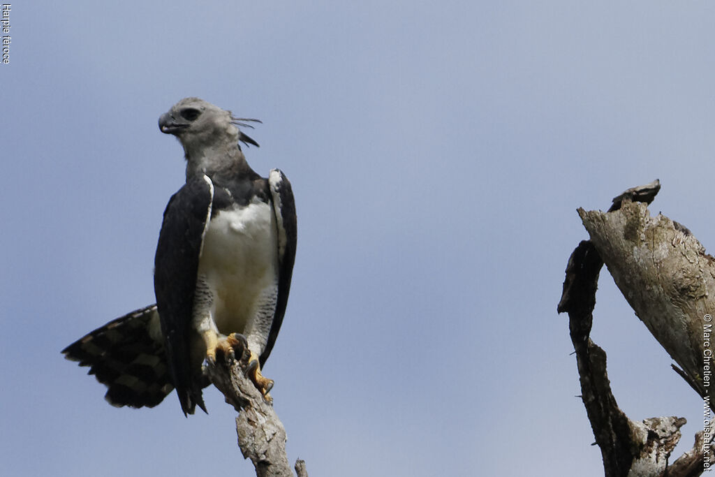 Harpy Eagle female adult