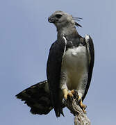 Harpy Eagle