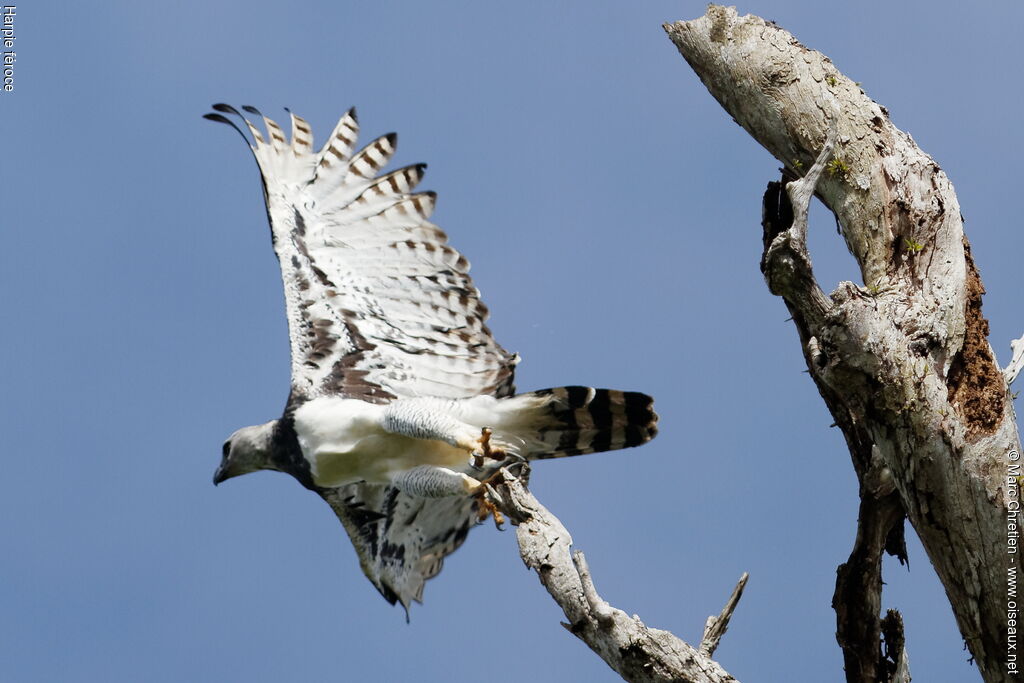 Harpy Eagle female adult