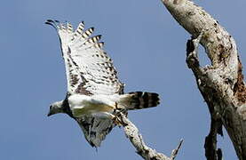 Harpy Eagle