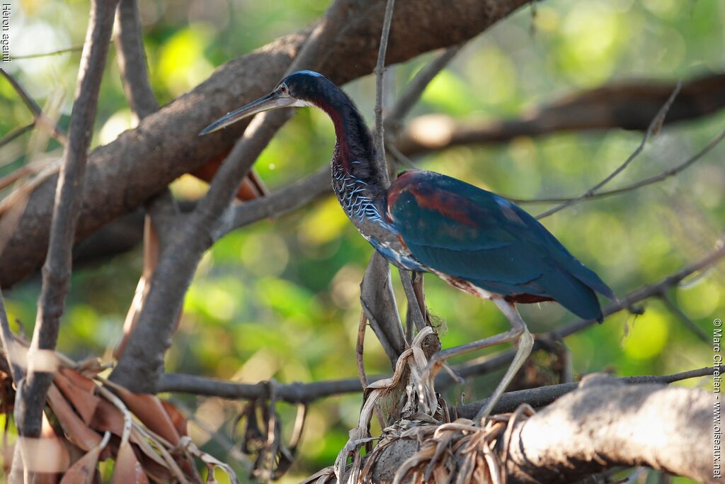 Agami Heron