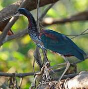 Agami Heron