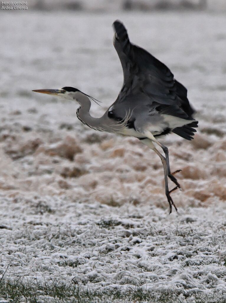 Grey Heron