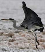 Grey Heron