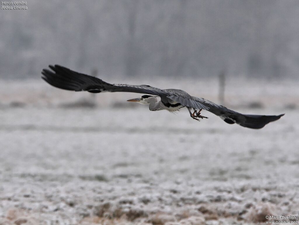 Grey Heron