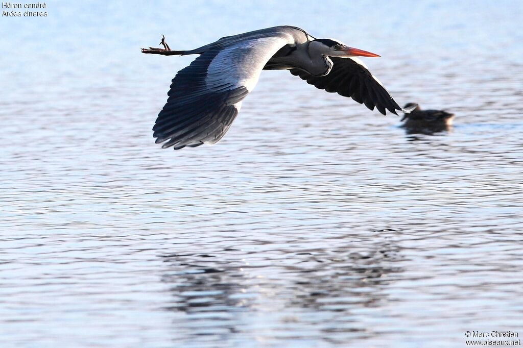 Grey Heron