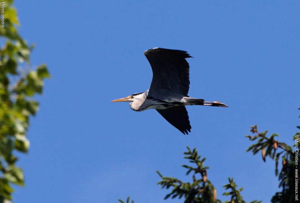 Grey Heronadult