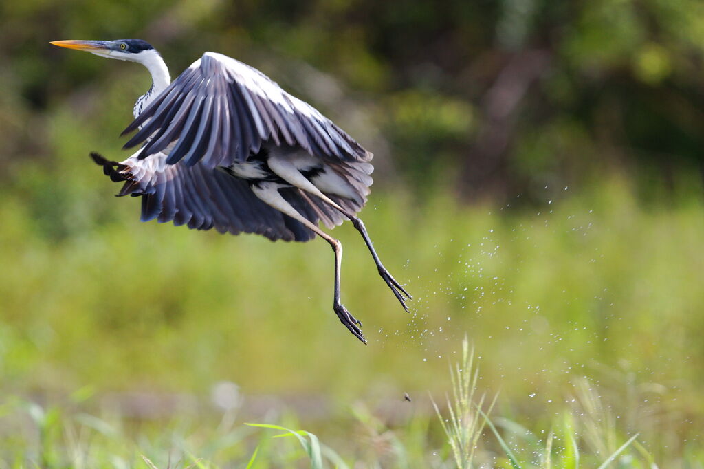 Cocoi Heron