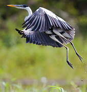 Cocoi Heron