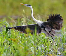 Cocoi Heron