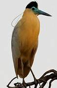 Capped Heron