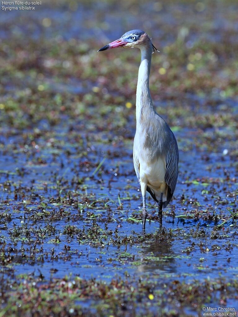 Whistling Heron