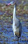 Whistling Heron