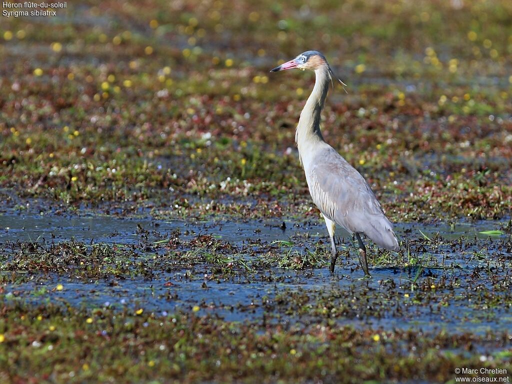 Whistling Heron male adult