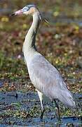 Whistling Heron