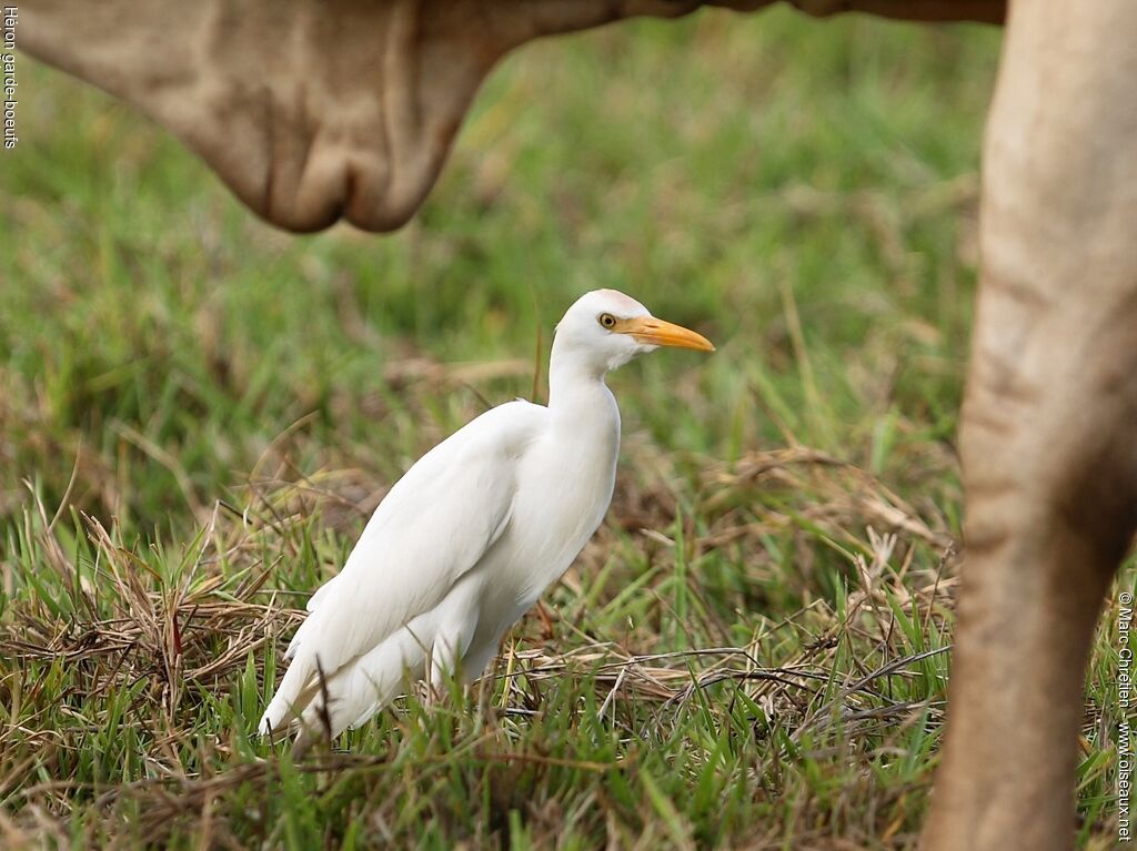 Western Cattle Egret