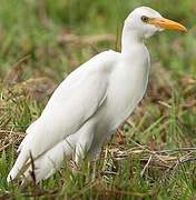 Western Cattle Egret