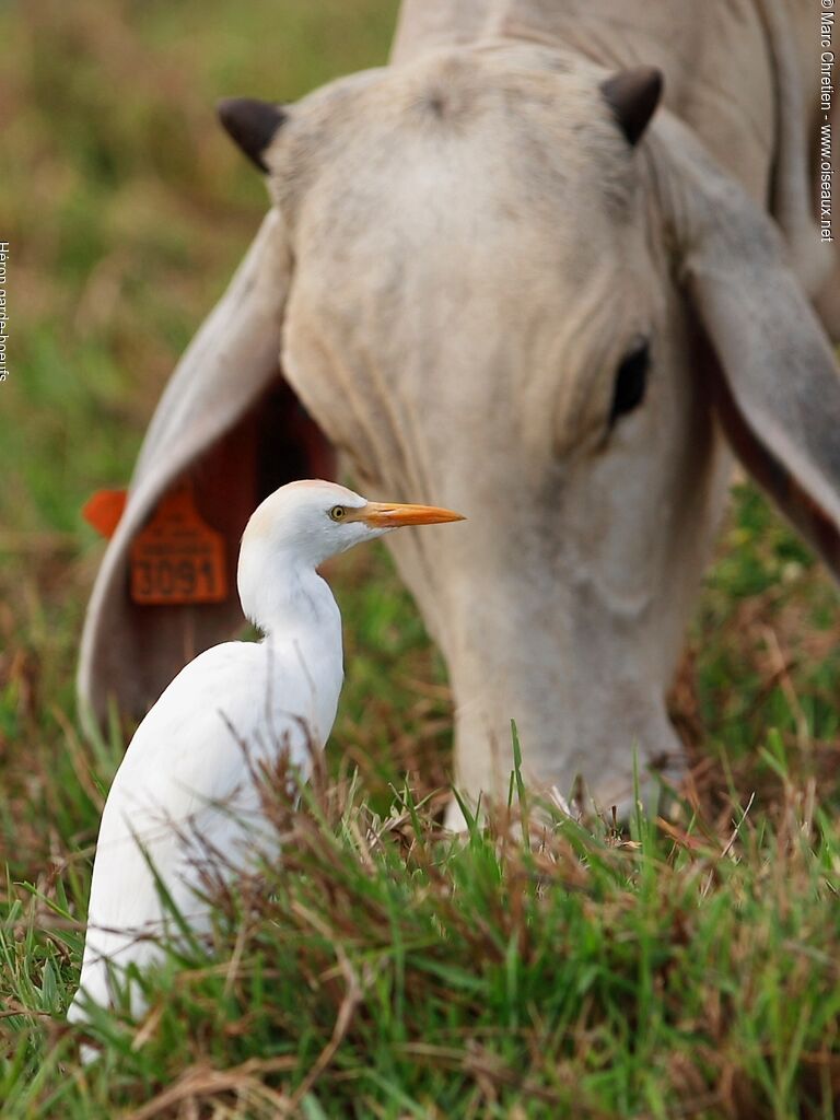 Western Cattle Egret