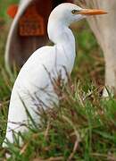 Western Cattle Egret